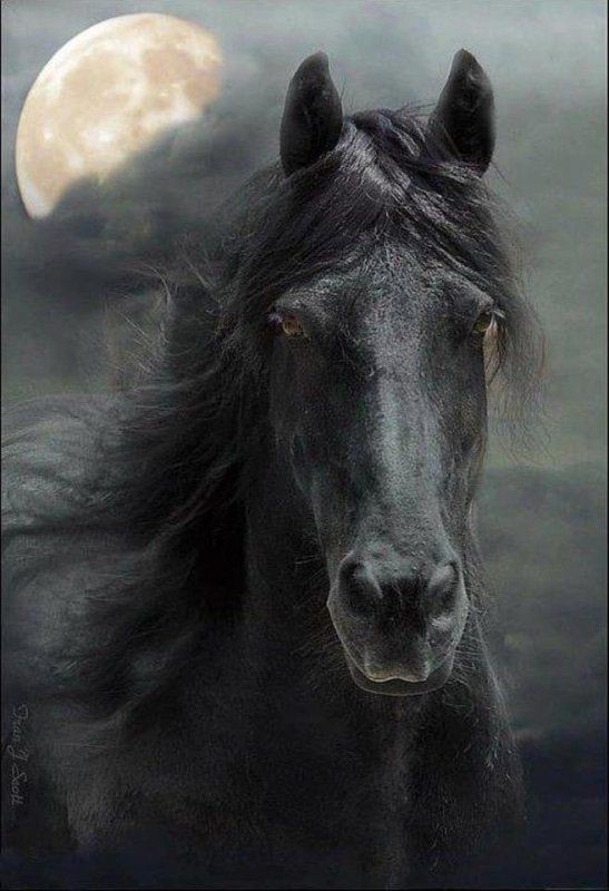 Sé fuerte para que nadie te derrote noble para que nadie te humille sé tú mism@ para que nadie te olvide…