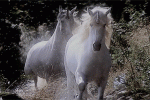 Unicorn – Song Of The Sandman By  Enya –