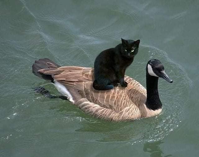 amigos