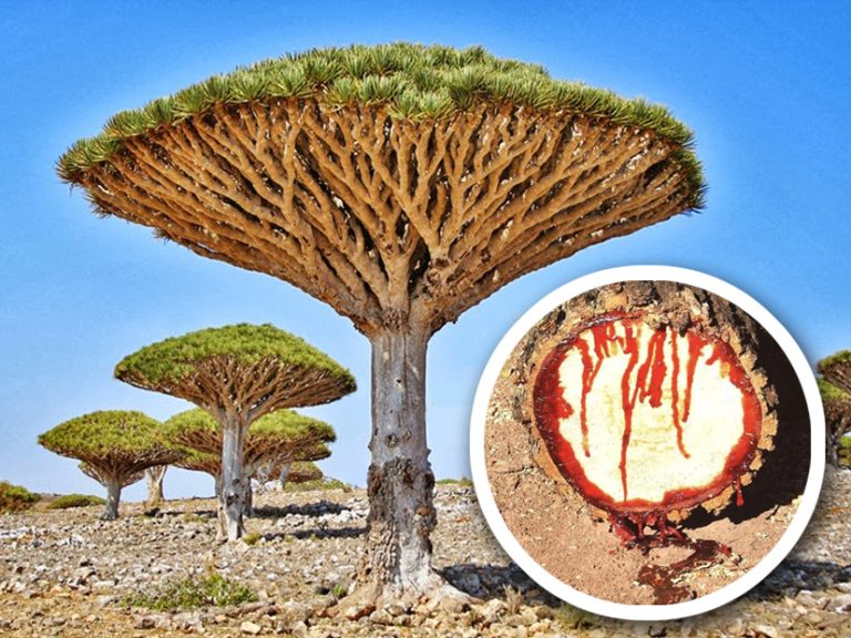 Lee más sobre el artículo Naturaleza, Un Espectáculo Interminable…