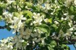 Flor De Azahar Sinónimo De Primavera…