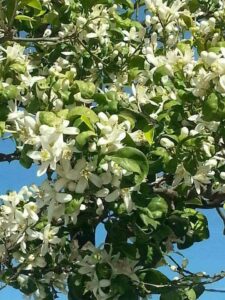 Lee más sobre el artículo Flor De Azahar Sinónimo De Primavera…