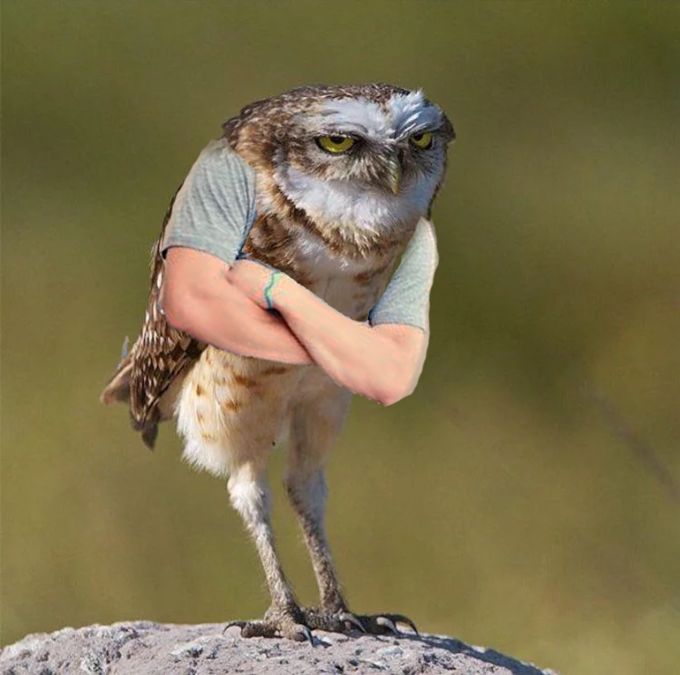 Lee más sobre el artículo Birds With Arms…(Humor)