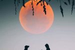 Pregúntale A La Luna…