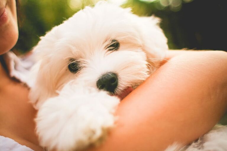 Lee más sobre el artículo No Solo Es Un Perro…
