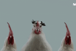 Dos Gallos, Una Gallina…(Moraleja)