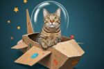 El Gato Cosmos y Don Pepe…(Cuento)