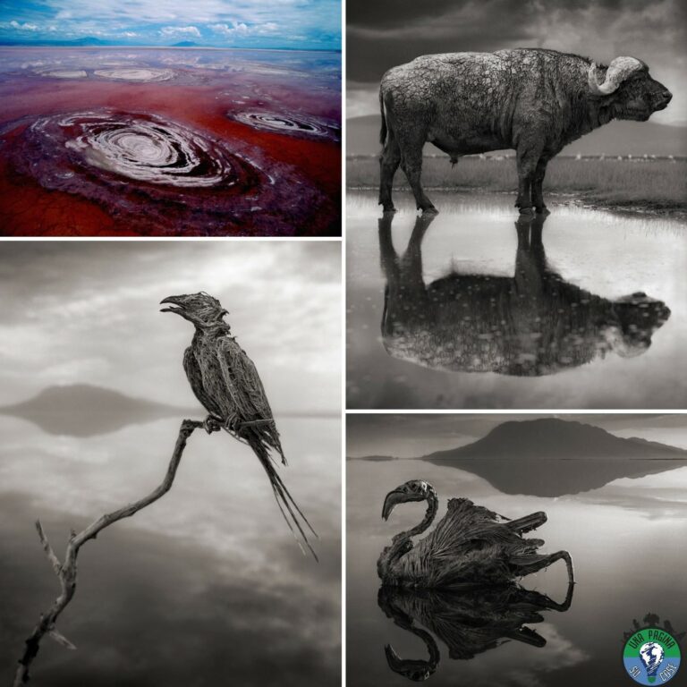 Lee más sobre el artículo Natron: El Lago Que Momifica Animales.