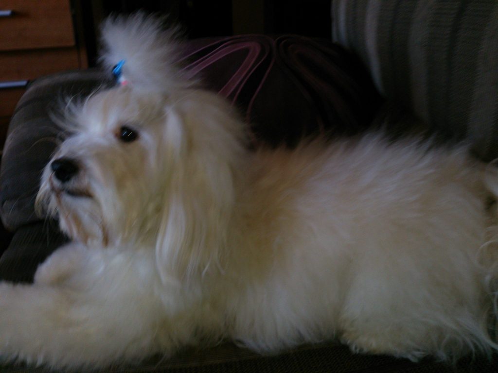 mi-dandy-2