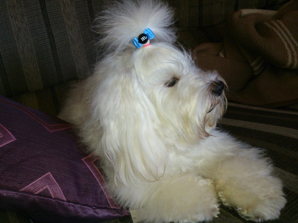 mi-dandy-3