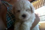 Os Presento a mi Perrito Dandy