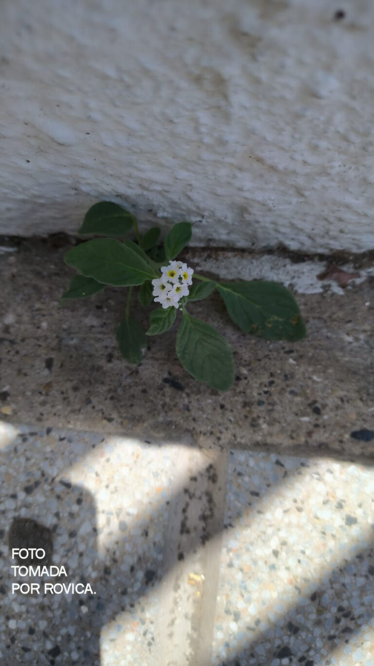 Lee más sobre el artículo Una Pequeña Flor…