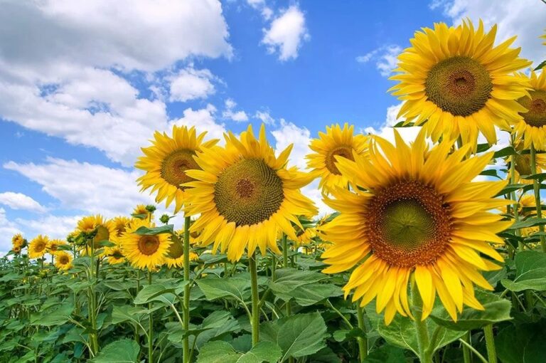 Lee más sobre el artículo Los Girasoles…