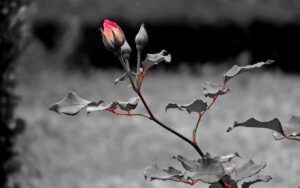 Lee más sobre el artículo El Verdadero Valor Y Color…