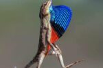 Orgullo Y Elegancia…