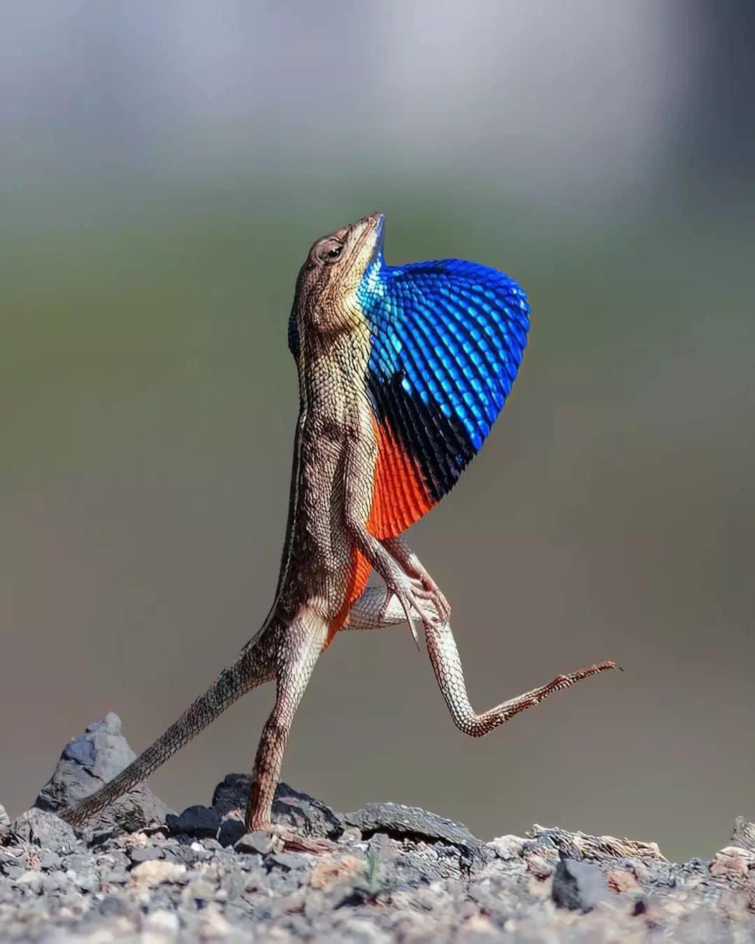Elegante