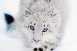 Leopardo De Las Nieves…