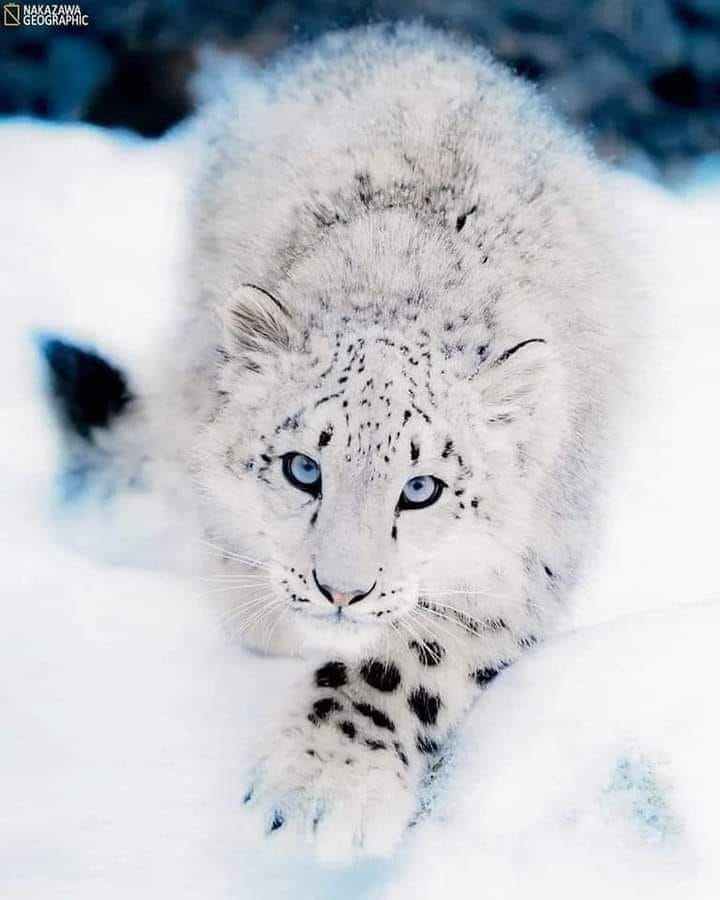 Lee más sobre el artículo Leopardo De Las Nieves…