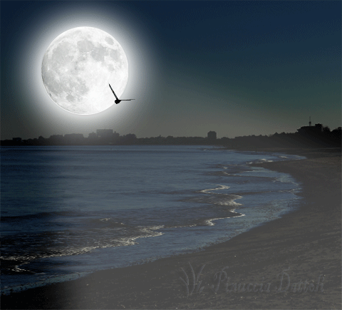 Lee más sobre el artículo Luna – Zoé –