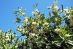 Naranjos En Flor…