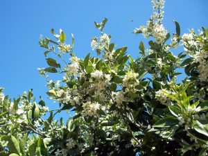 Lee más sobre el artículo Naranjos En Flor…