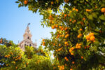 Sevilla – Arturo Pareja Obregón –