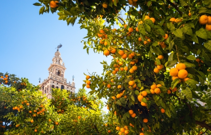 Lee más sobre el artículo Sevilla – Arturo Pareja Obregón –