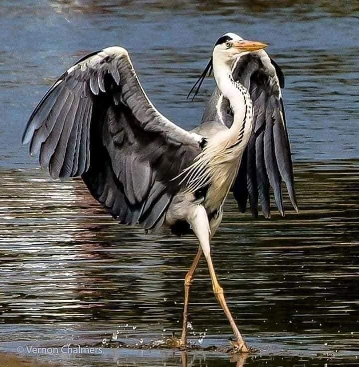 diva