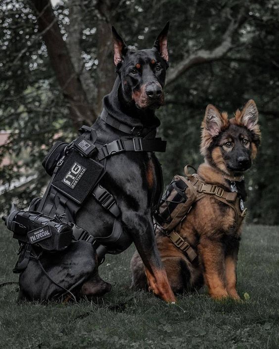 perros policias