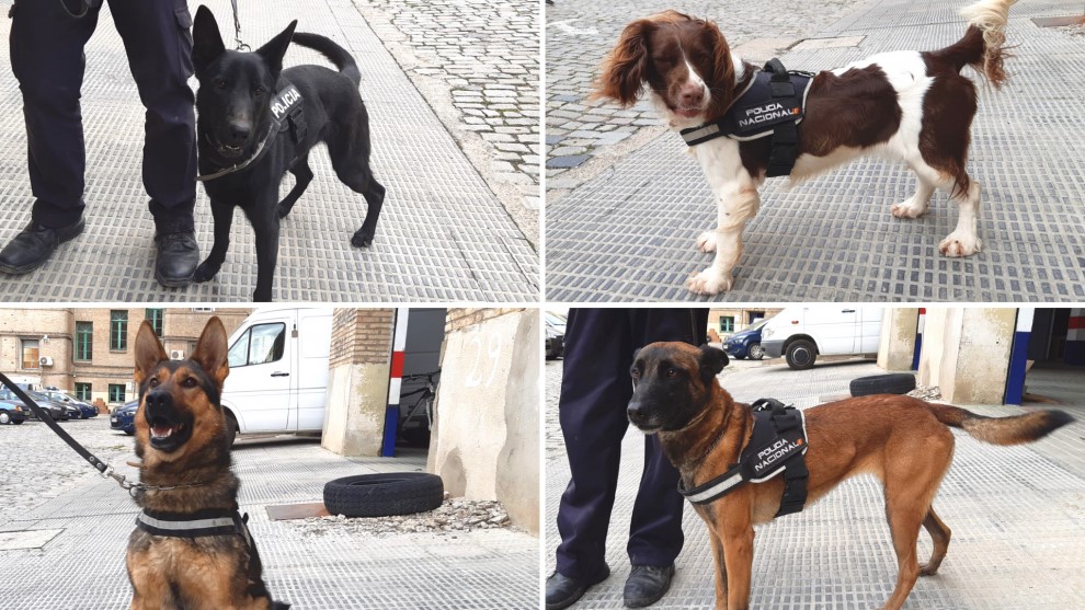 perros policias
