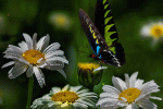 Fascinantes Maravillas…