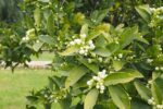 Con Olor Jazmín Y Azahar, Llegó La Primavera…
