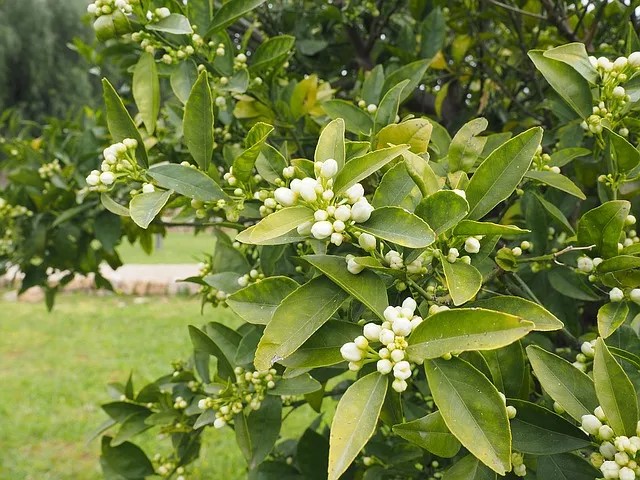 Lee más sobre el artículo Con Olor Jazmín Y Azahar, Llegó La Primavera…