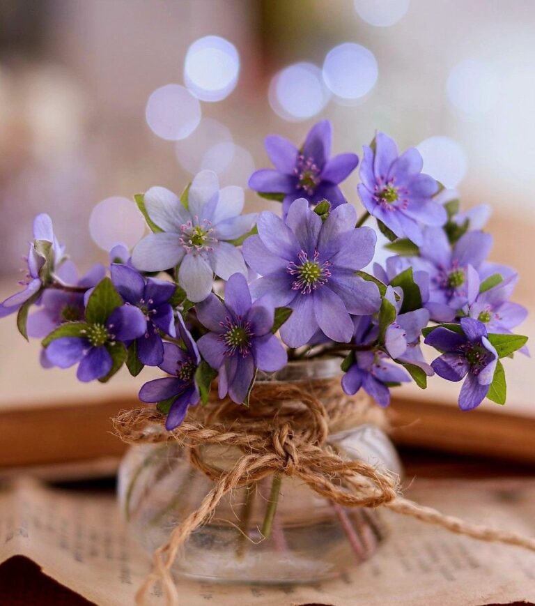 Lee más sobre el artículo Un Ramito de Violetas –  Alma en LLamas –