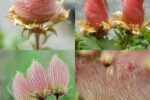 La Rosa De Sarón…