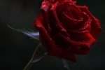 Can I Call You Rose – SOLOMON –