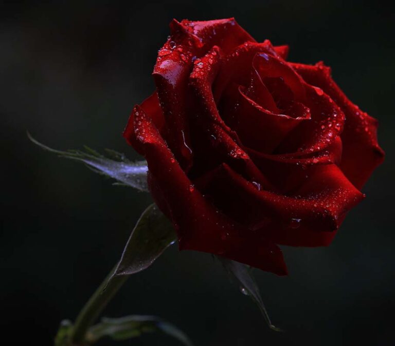 Lee más sobre el artículo Can I Call You Rose – SOLOMON –