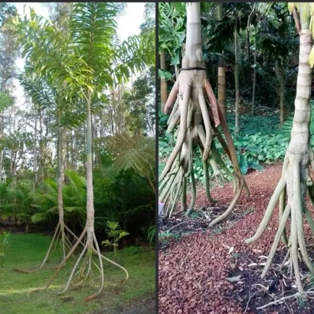 ¿Un Árbol Que Camina...?
La verdad del árbol que camina: ¿mito, ilusión óptica o truco evolutivo? Conoce el caso de la palma tropical que engaña a todos.
En lo profundo de las selvas tropicales de América Central y del Sur, crece una planta rodeada de misterio y leyenda: la Socratea exorrhiza, comúnmente conocida como “la palma que camina”. Su fama proviene de una afirmación fascinante y muy curiosa: que puede desplazarse lentamente por el suelo del bosque, moviéndose hasta 20 metros a lo largo de su vida. Pero ¿qué tan cierto es esto? ¿Es un mito, una ilusión óptica o un verdadero truco evolutivo?
🌴 ¿Qué es la Socratea exorrhiza? La Socratea exorrhiza es una especie de palma tropical que crece en suelos inestables o pantanosos. Lo que la hace peculiar son sus raíces aéreas o “raíces zancudas”, que se proyectan desde el tallo principal y parecen sostener al árbol como si tuviera patas. Estas raíces le dan una apariencia única que, según algunas interpretaciones, le permite "moverse" lentamente de un lugar a otro.
¿Realmente camina? La idea del árbol caminante fue popularizada por guías turísticos y algunos documentales, quienes decían que, al crecer nuevas raíces hacia una dirección y dejar morir las anteriores, la palma se desplazaba en busca de luz o mejores condiciones.
Sin embargo, la evidencia científica no respalda esta afirmación. Estudios botánicos recientes han observado a estas palmas durante largos períodos y no han encontrado pruebas concluyentes de que efectivamente se muevan. Aunque las raíces nuevas pueden desarrollarse en diferentes direcciones, esto no implica un desplazamiento real del tronco.
“No hay datos que indiquen que estas palmas caminen. Es un mito hermoso, pero no comprobado.” (Dr. Gerardo Avalos, ecólogo tropical)
¿Entonces es una ilusión óptica? En parte, sí. La disposición de las raíces puede crear la ilusión de movimiento. Como las raíces más antiguas mueren y se forman otras nuevas más adelante, da la impresión de que el árbol ha cambiado de lugar. Pero el tronco permanece estático.
¿Y el truco evolutivo? Aunque no camine, la Socratea exorrhiza sí presenta una... Sigue en mi Blog.

Rovica.