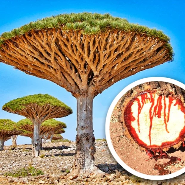 Naturaleza, Un Espectáculo Interminable...
La naturaleza nos brinda un espectáculo interminable que, a veces, parecen haber sido sacados de una película de ciencia ficción. Los exóticos y extraños comportamiento de las siguientes plantas te ayudarán a entender lo fascinantes que pueden ser las curiosas creaciones de la naturaleza… ¡Te aseguro que si vas a mi Blog y lees hasta el final, no dejarán de sorprenderte! 
Rovica.