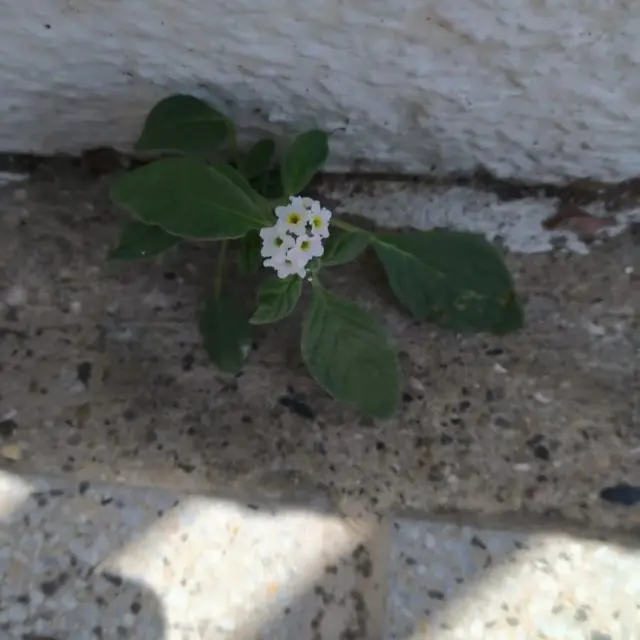 Una Pequeña Flor...
Mientras caminaba en un momento, no bueno; me llamó la atención unas pequeñas florecitas que crecían en el suelo, me detuve, tomé la foto, la contemplé atentamente, hasta que llegue a la conclusión de que, a veces, las cosas que parecen insignificantes a menudo contienen las lecciones más grandes.
Y un gran ejemplo son estas pequeñas plantitas que, rompiendo el pavimento, se atreven a florecer. No esperan permiso ni terreno perfecto; su fuerza nace del simple hecho de existir. En la grieta más estrecha encuentran espacio, y en la sombra más fría hallan luz. Cada hoja que asoma es un acto de valentía, cada flor un recordatorio de que la vida existe y resiste, incluso donde parece imposible.
Son maestras silenciosas de la resiliencia, nos enseñan que la grandeza no siempre se encuentra en lo grandioso, sino en lo que, contra todo pronóstico, se niegan a rendirse. Y así, entre el pavimento y el olvido, la belleza persiste, recordándonos que crecer y brillar no es cuestión de suerte, sino de determinación.
Y, finalmente, convencida y tajante, me dije:
-¿Cómo no vas a poder? Si hay pequeñas plantitas que rompiendo el pavimento son capaces de crecer y florecer...Sigue leyendo en mi Blog
Foto: Rovica.
Rovica