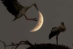 Te Traigo La Luna…