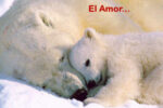 El Amor…